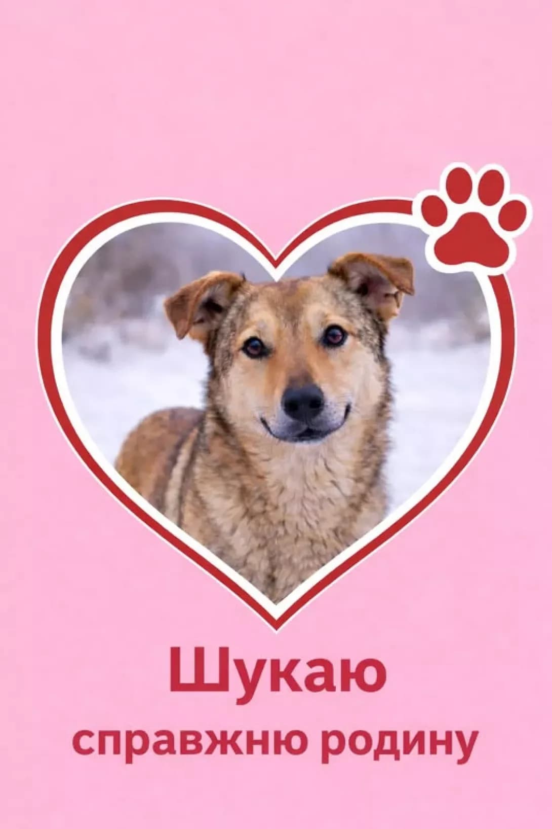 ZhULYa (ЖУЛЯ), female young Mixed Breed for adoption at Happy Paw Poltava