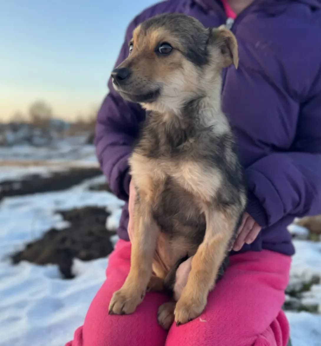 Bonya (Боня), female puppy Mixed Breed for adoption at Happy Paw Rivne Oblast