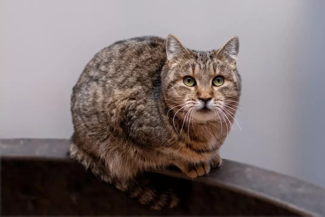 Dzhil (Джил), Mixed Breed (Happy Paw Kyiv Oblast)