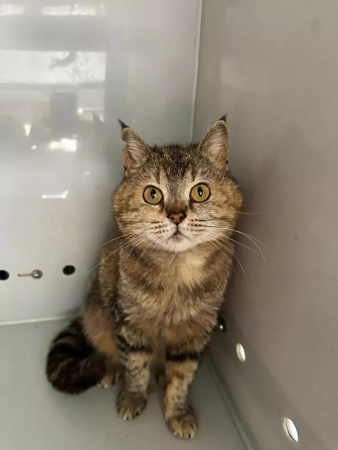 Lisa (Ліса), brown tabby female Mixed Breed for adoption at Happy Paw Kyiv