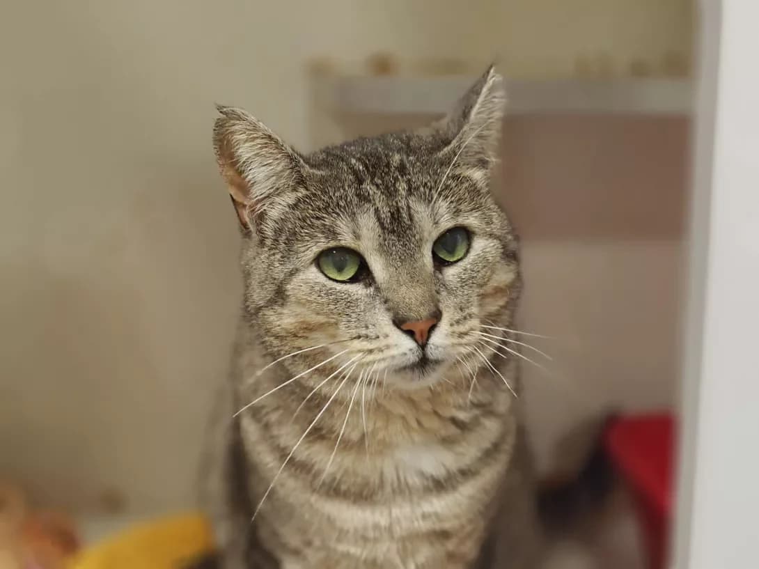 Asta (Аста), grey tabby female Mixed Breed for adoption at Happy Paw Kyiv