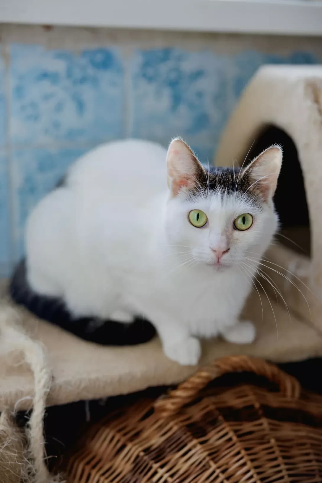 Reychel (Рейчел), white female Mixed Breed for adoption at Happy Paw Kyiv