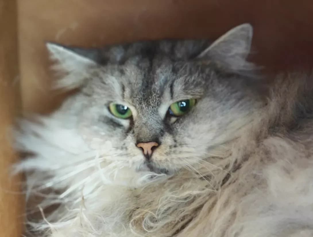 Basya (Бася), Mixed Breed (Happy Paw Kyiv)