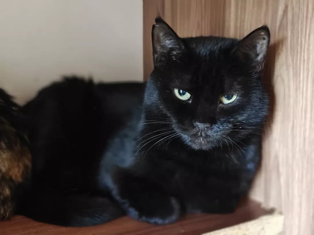 Moka (Мока), black female Mixed Breed for adoption at Happy Paw Kyiv