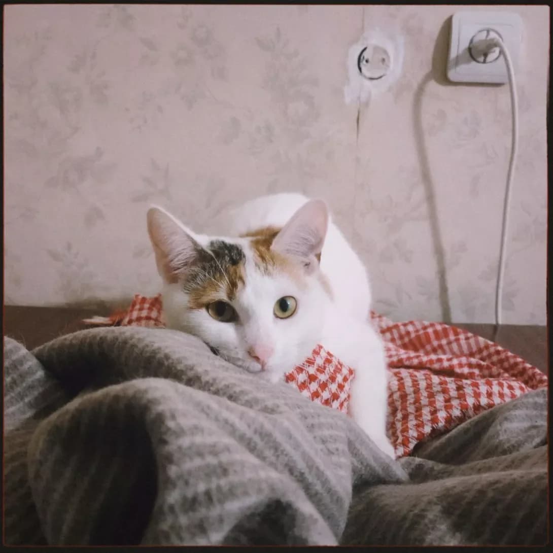 Lyalya (Ляля), white female Mixed Breed for adoption at Happy Paw Kyiv