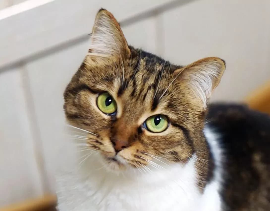 Vesta (Веста), brown tabby female Mixed Breed for adoption at Happy Paw Kyiv