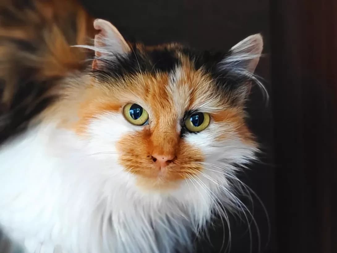 Sindi (Сінді), Mixed Breed (Happy Paw Kyiv)