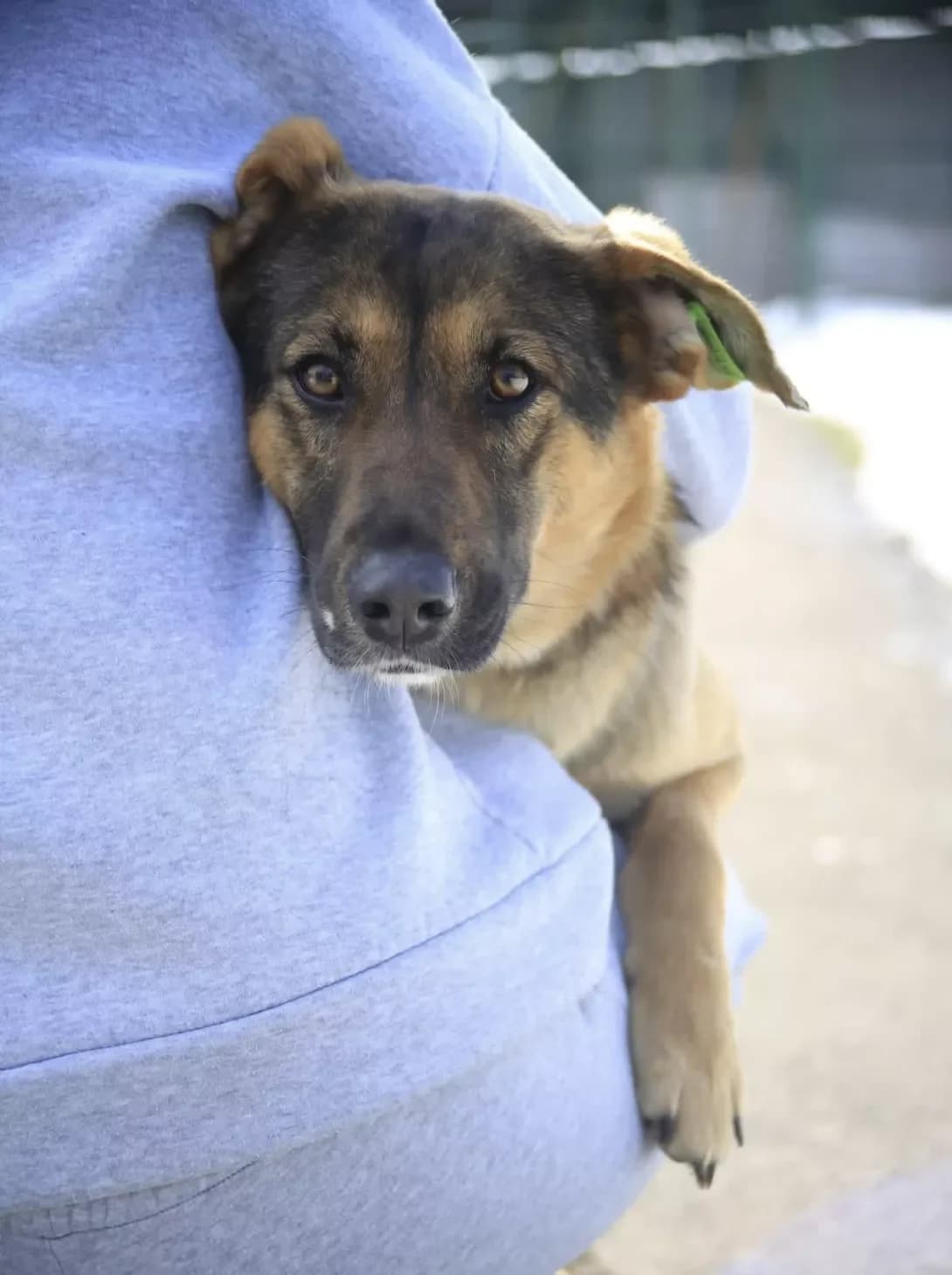 Yeva (Єва), female young Mixed Breed for adoption at Happy Paw Kyiv