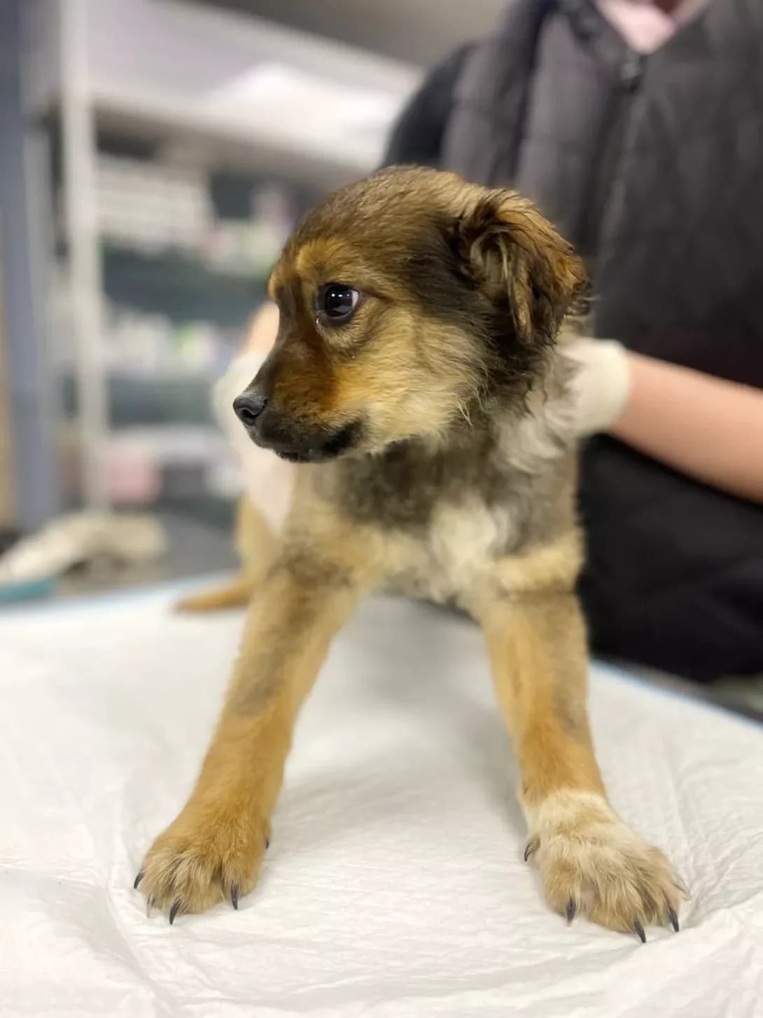 Villi (Віллі), male puppy Mixed Breed for adoption at Happy Paw Kyiv