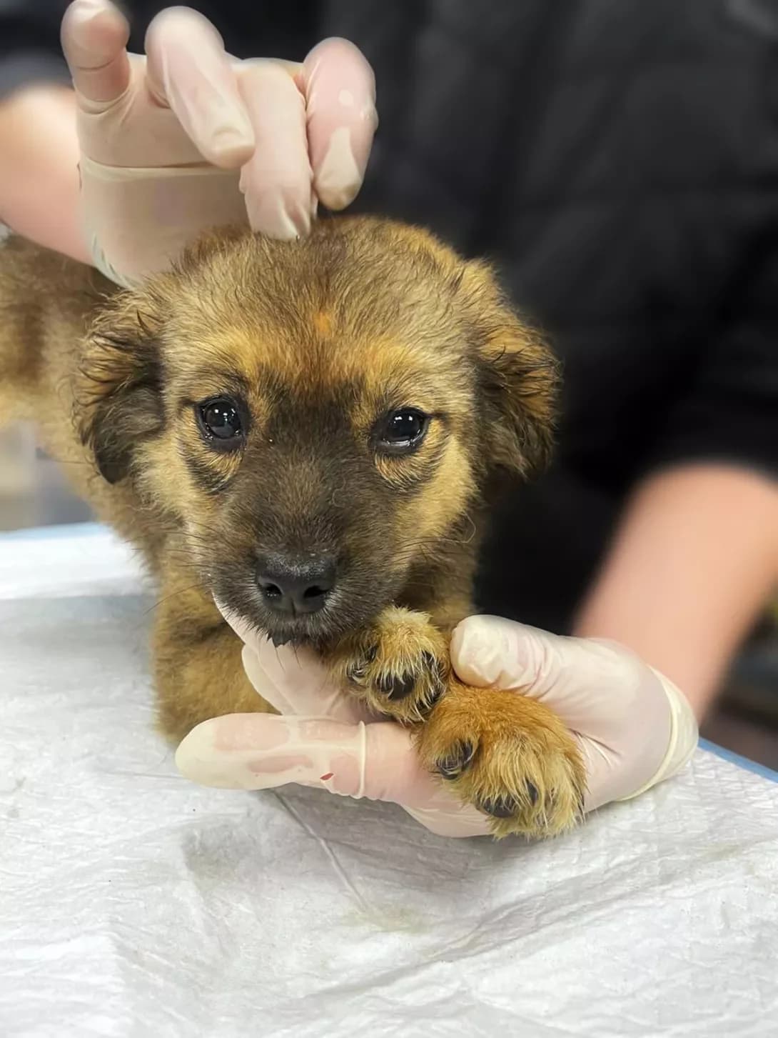 Shakira (Шакіра), female puppy Mixed Breed for adoption at Happy Paw Kyiv