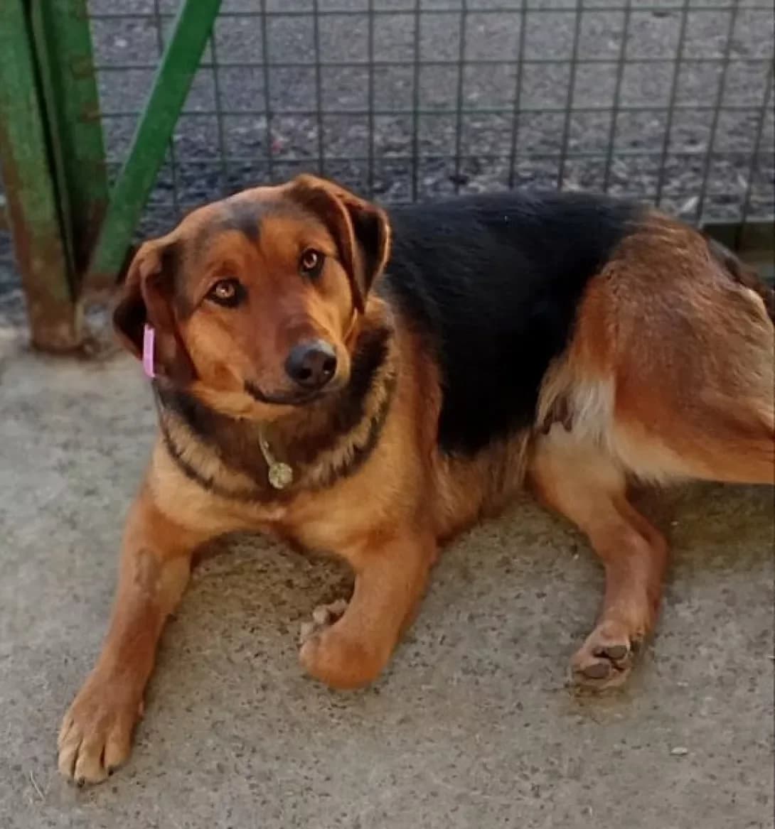 Matrona (Матрьона), Mixed Breed (Happy Paw Kyiv Oblast)