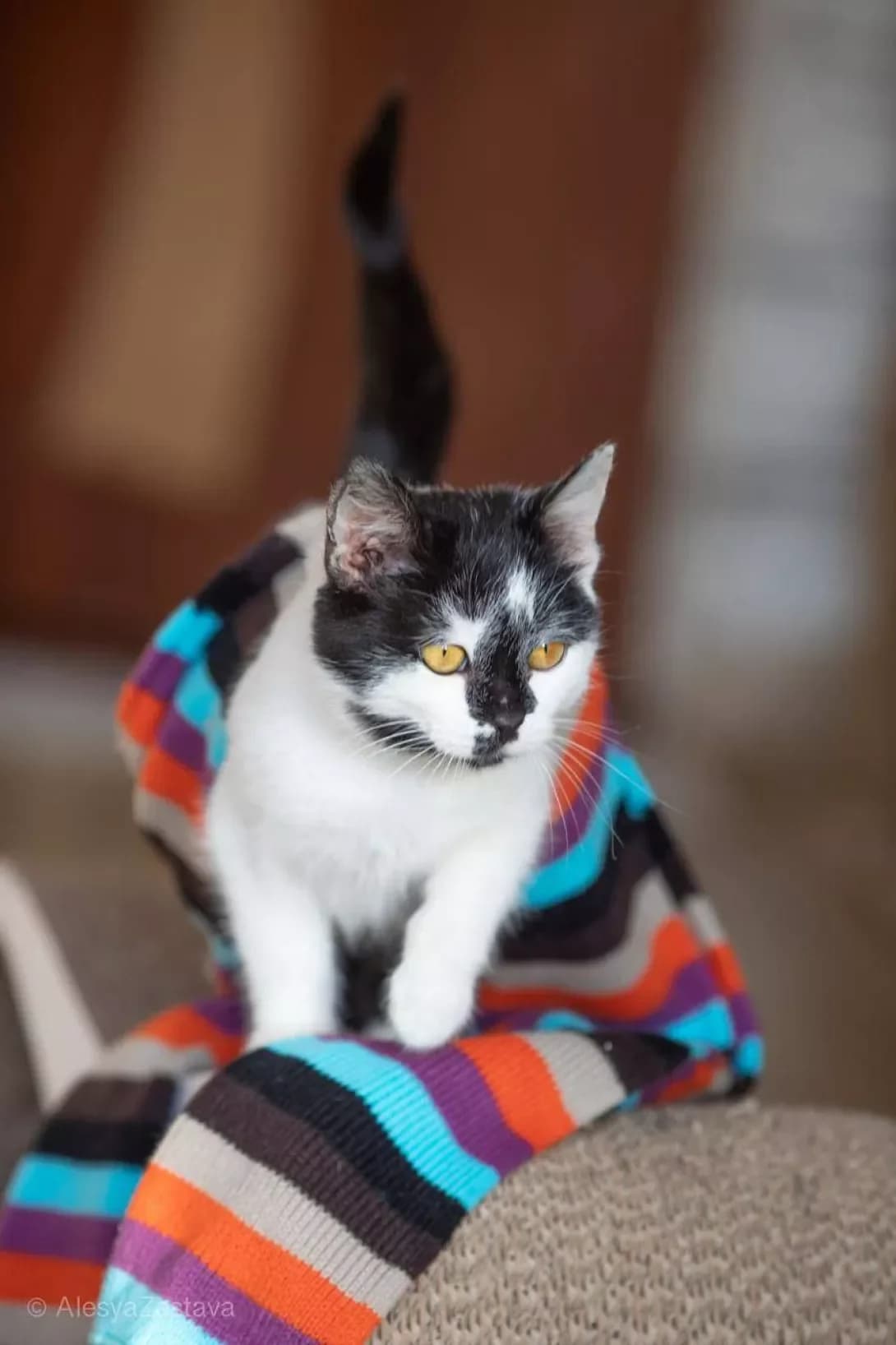 Anchous (Анчоус), black and white male Mixed Breed for adoption at Happy Paw Kyiv