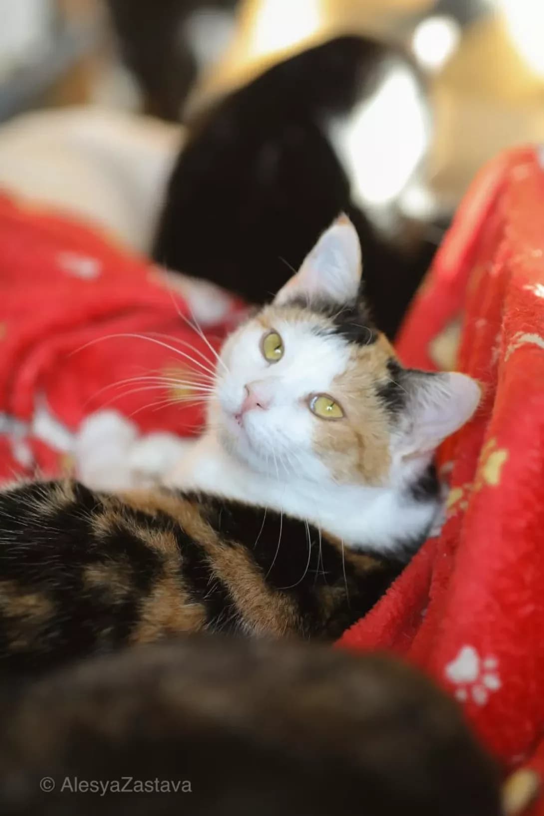 Mila (Міла), female young Mixed Breed for adoption at Happy Paw Kyiv