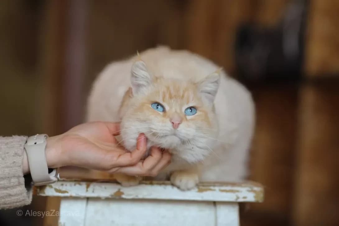 Sonyashna Viski (Соняшна Віскі), Mixed Breed (Happy Paw Kyiv)