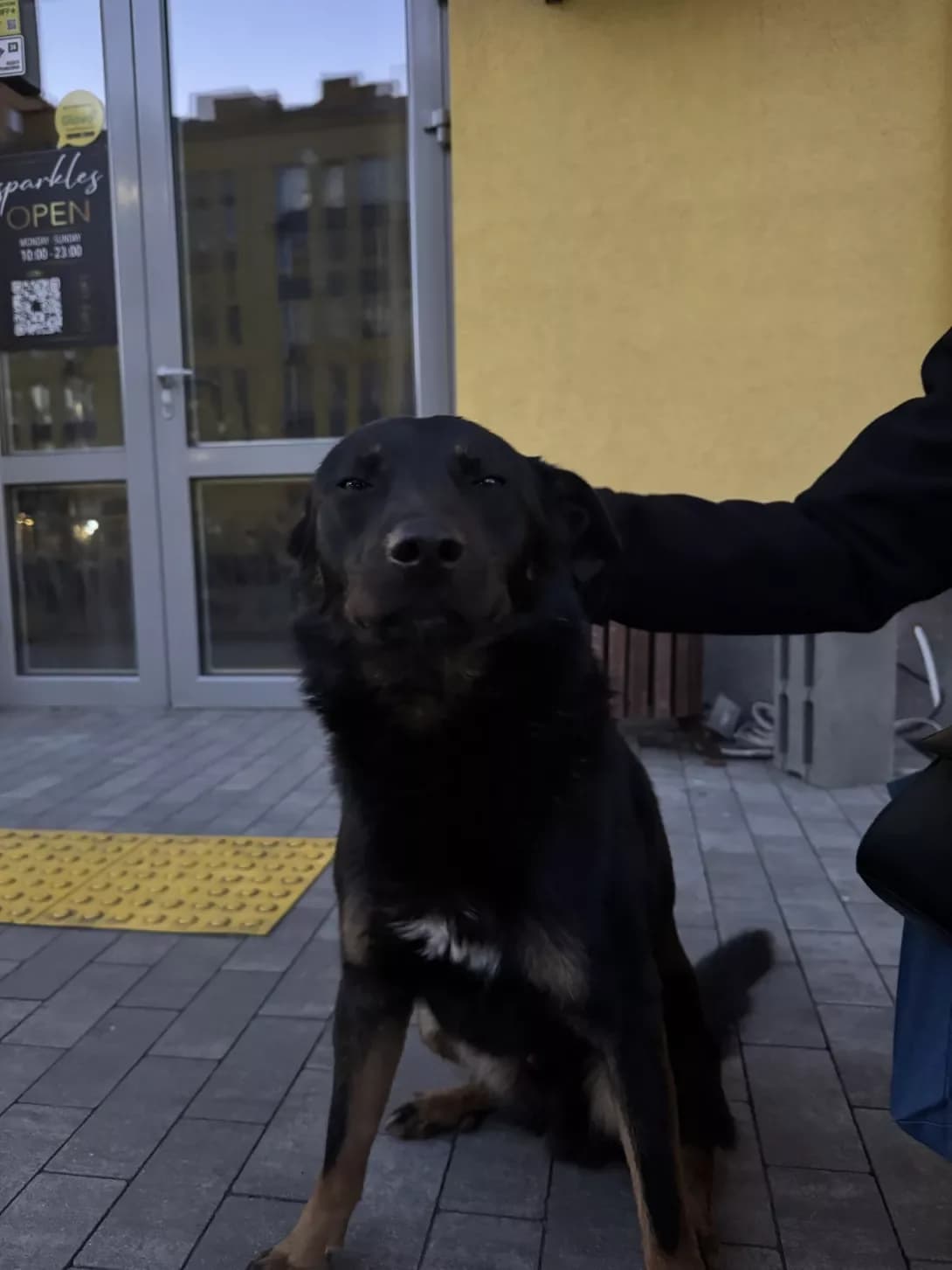 Nemaye (Немає), male young Mixed Breed for adoption at Happy Paw Kyiv