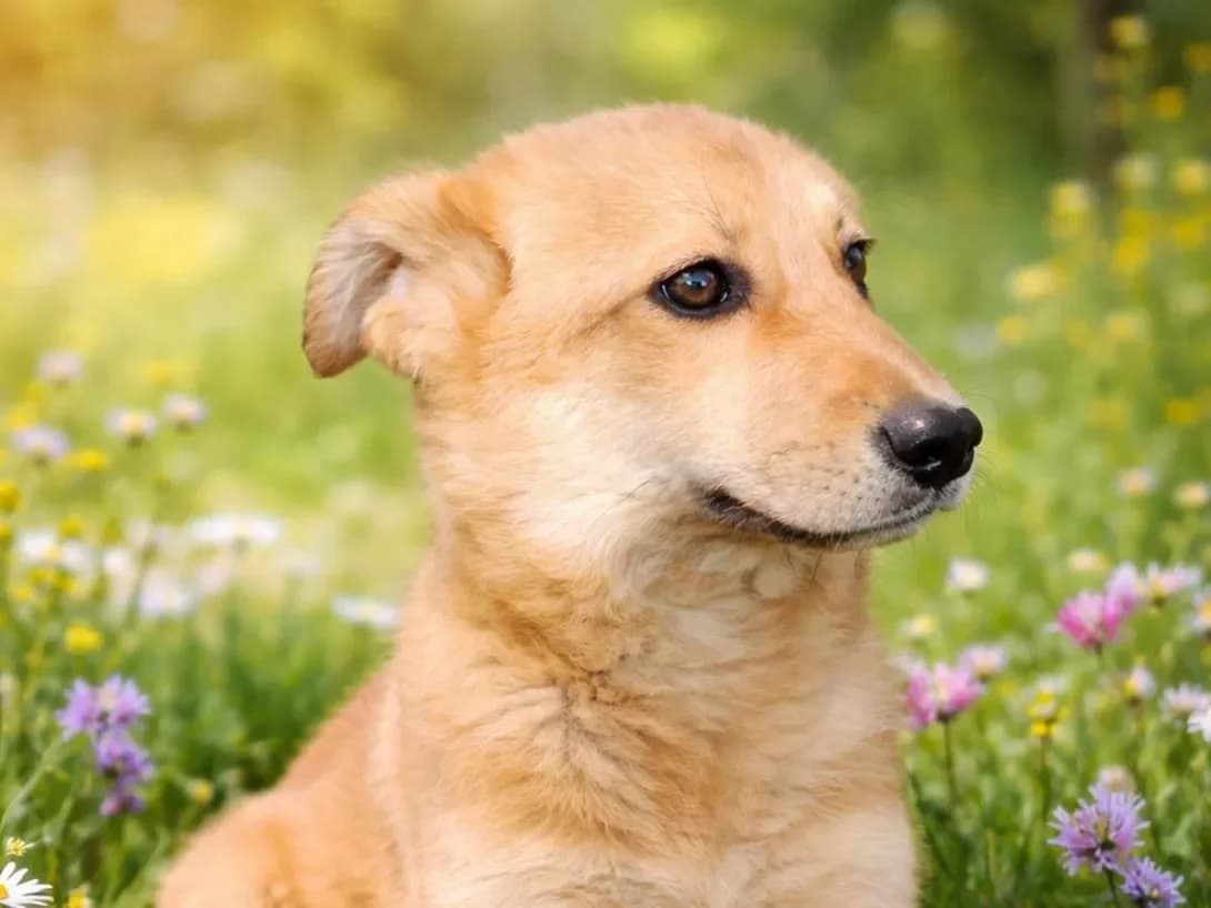 Charli (Чарлі), male puppy Mixed Breed for adoption at Happy Paw Kyiv