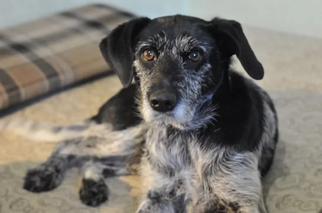 Dzhesika, metis Dratkhaara (Джесіка, метис Дратхаара), female 3yo Mixed Breed for adoption at Happy Paw Kyiv