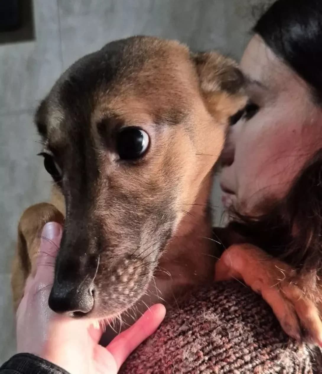 Luna (Луна), female puppy Mixed Breed for adoption at Happy Paw Kyiv Oblast
