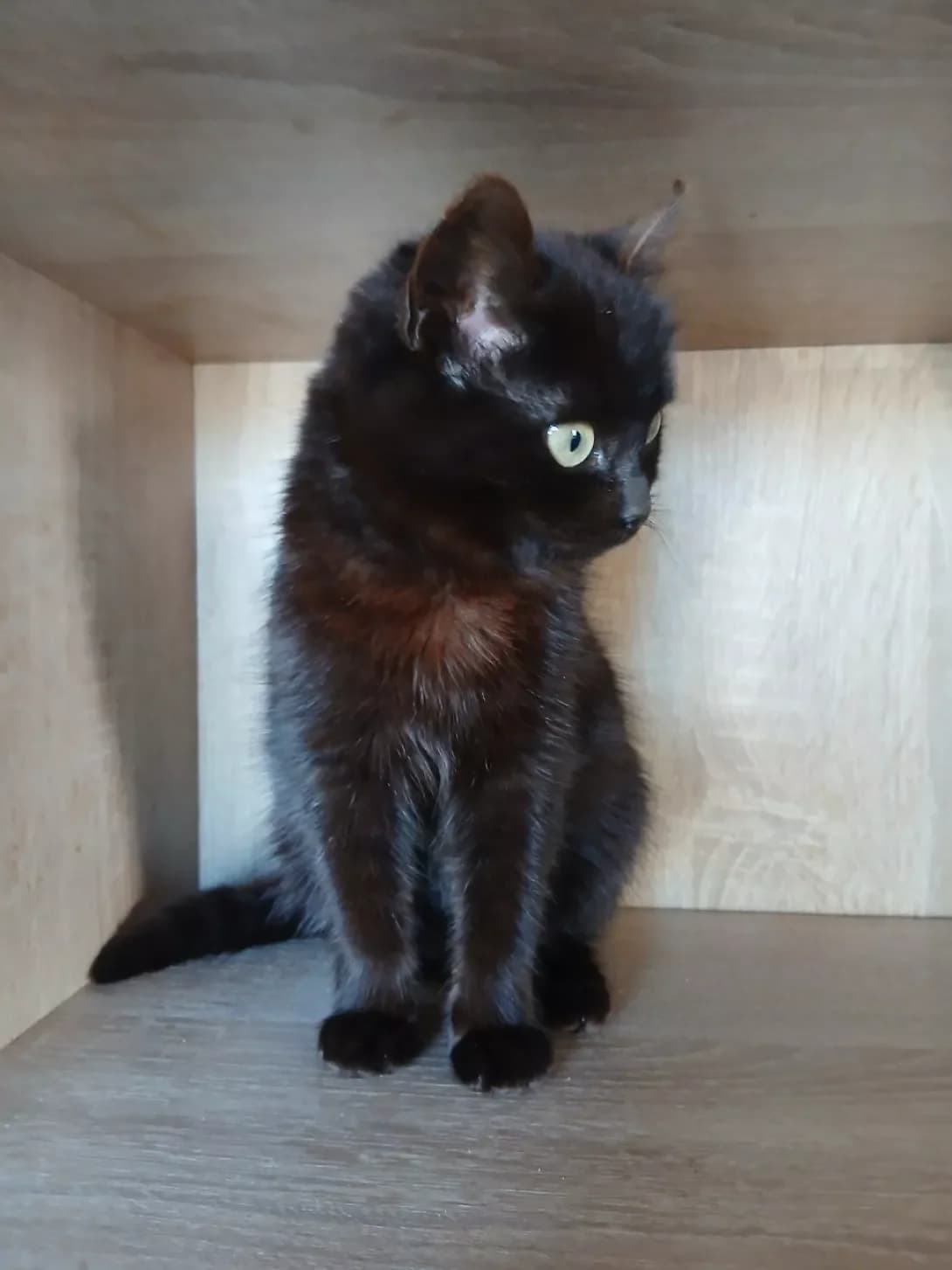 Tayra (Тайра), female puppy Mixed Breed for adoption at Happy Paw Mykolaiv Oblast