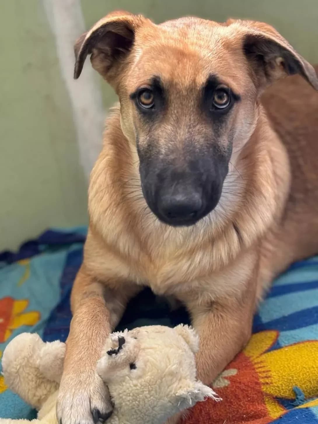 Gerda (Герда), female young Mixed Breed for adoption at Happy Paw Mykolaiv Oblast