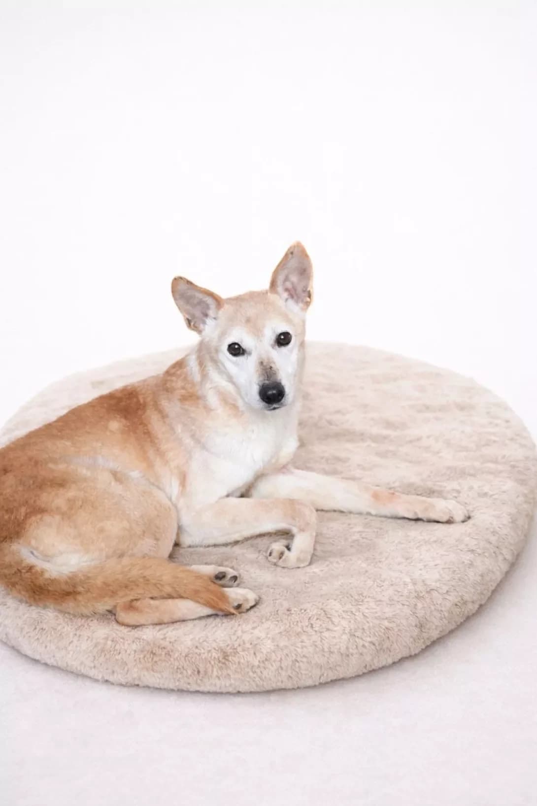 Mayk (Майк), male 5yo Mixed Breed for adoption at Happy Paw Poltava