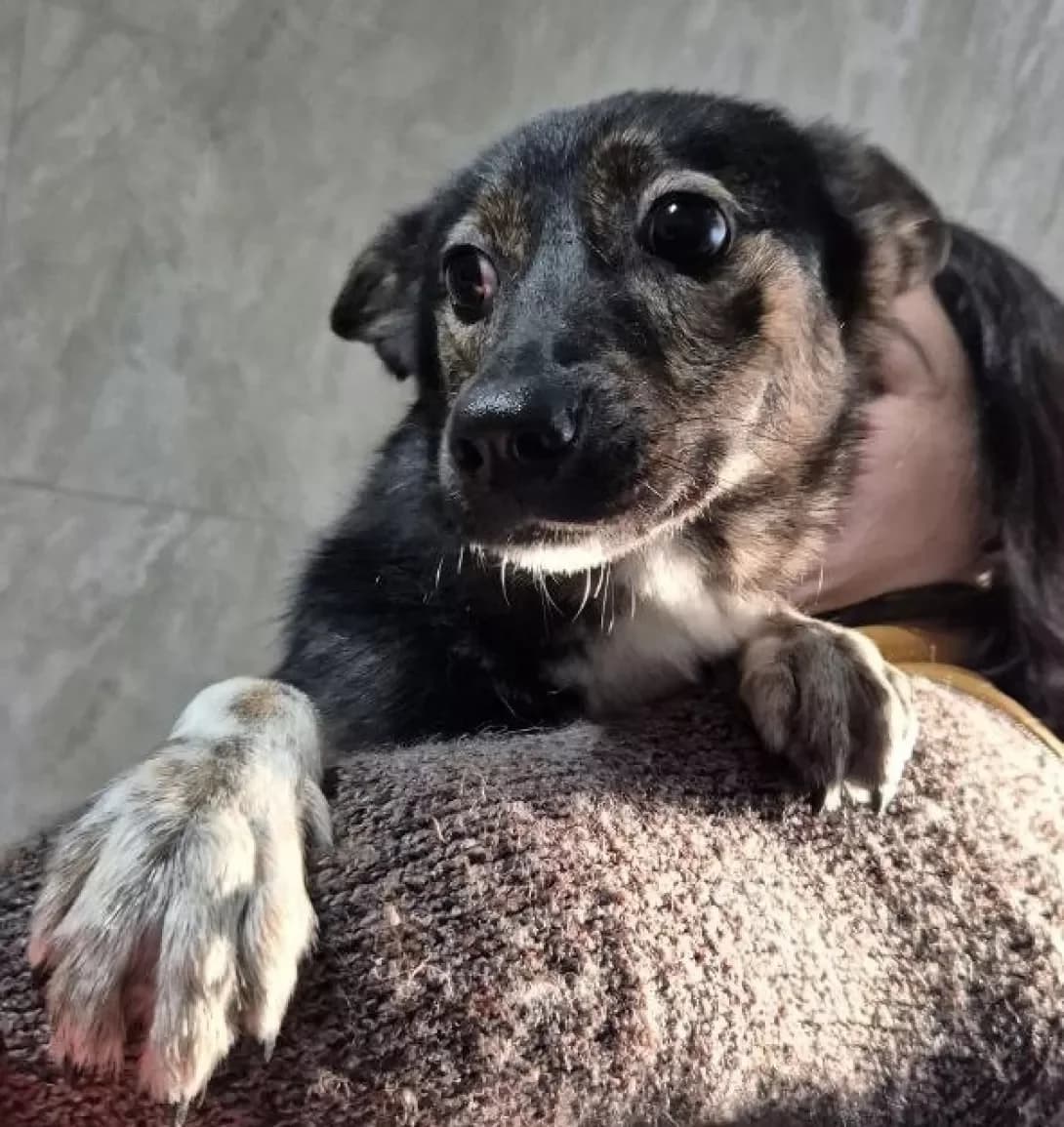 Busya (Буся), female puppy Mixed Breed for adoption at Happy Paw Kyiv Oblast