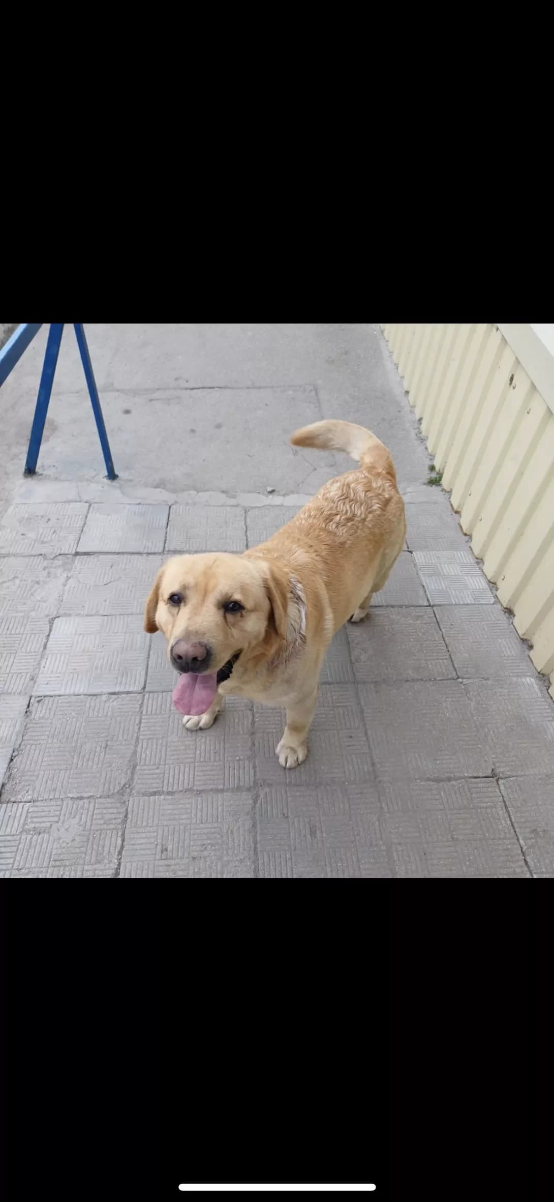 Nevidomo (Невідомо), Mixed Breed (Happy Paw Kirovohrad)
