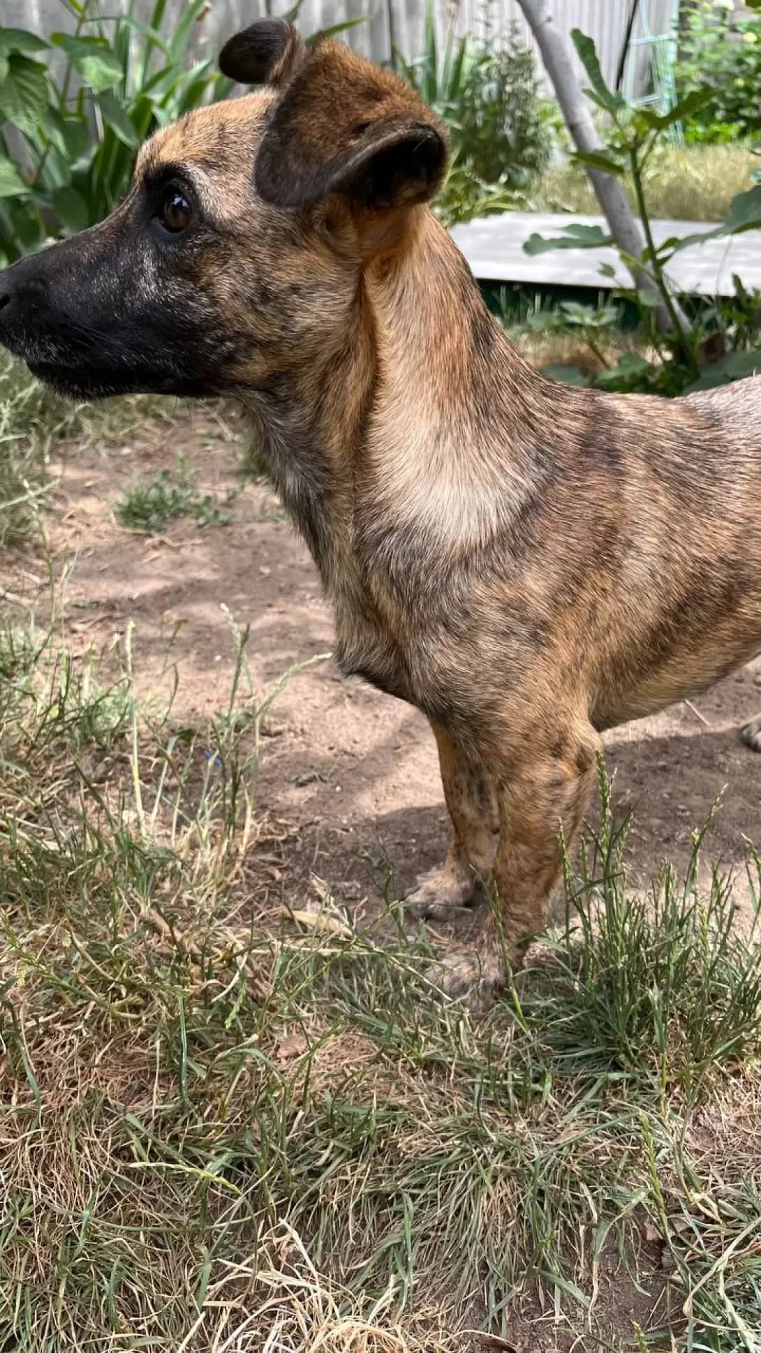 Adel (Адель), female young Dachshund for adoption at Happy Paw Mykolaiv Oblast