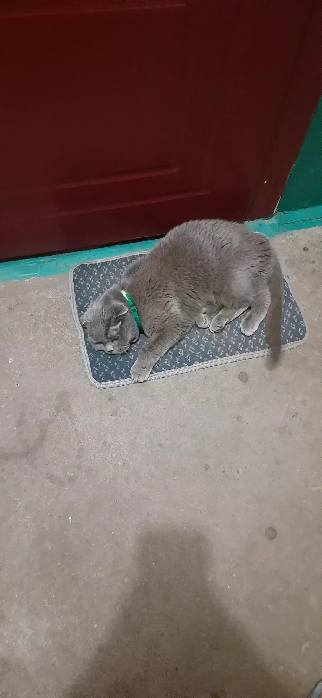 Maliy (Малий), male young Mixed Breed for adoption at Happy Paw Chernihiv Oblast