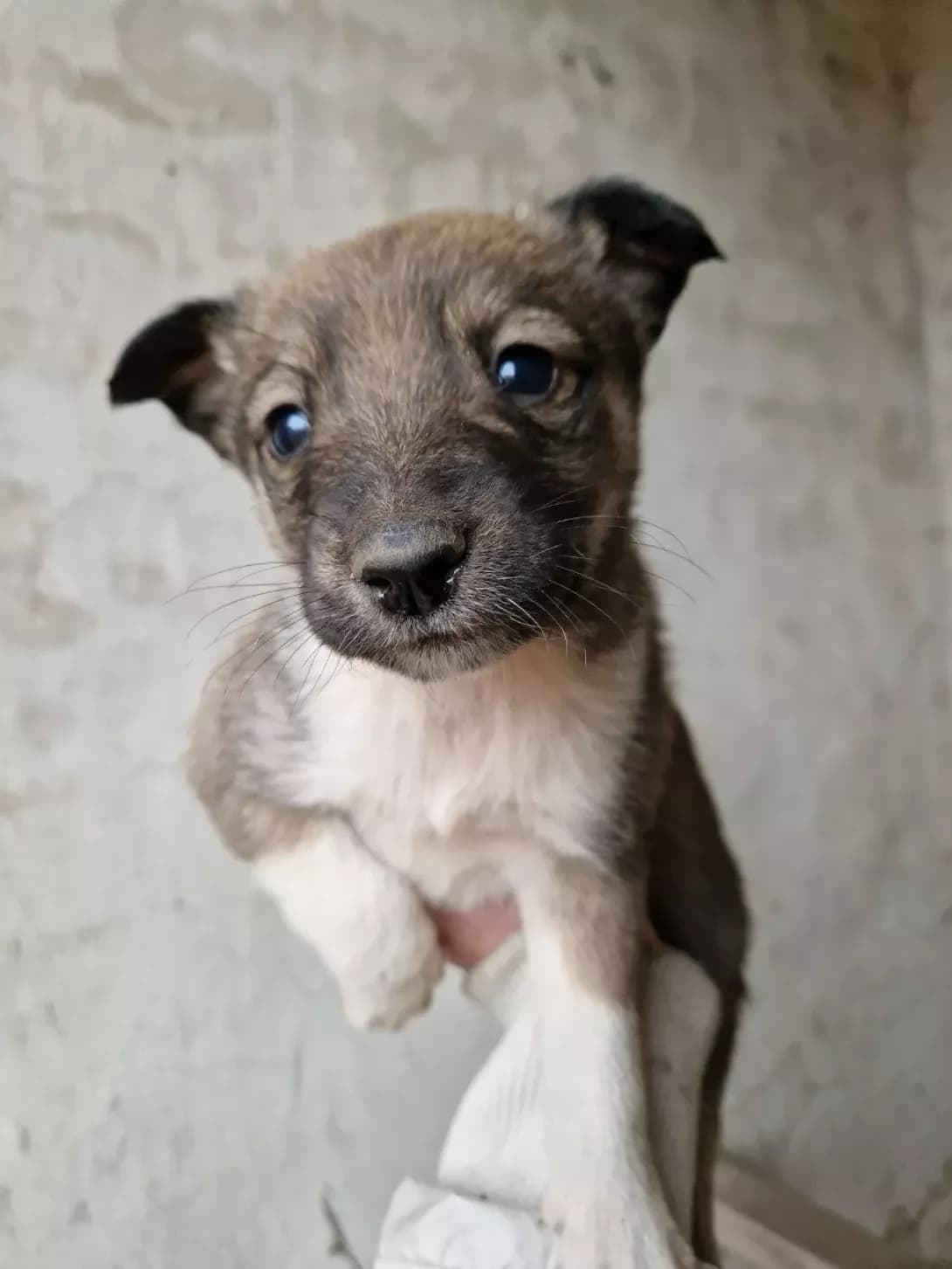 13 tsutsenyat (13 цуценят), Mixed Breed (Happy Paw Cherkasy Oblast)
