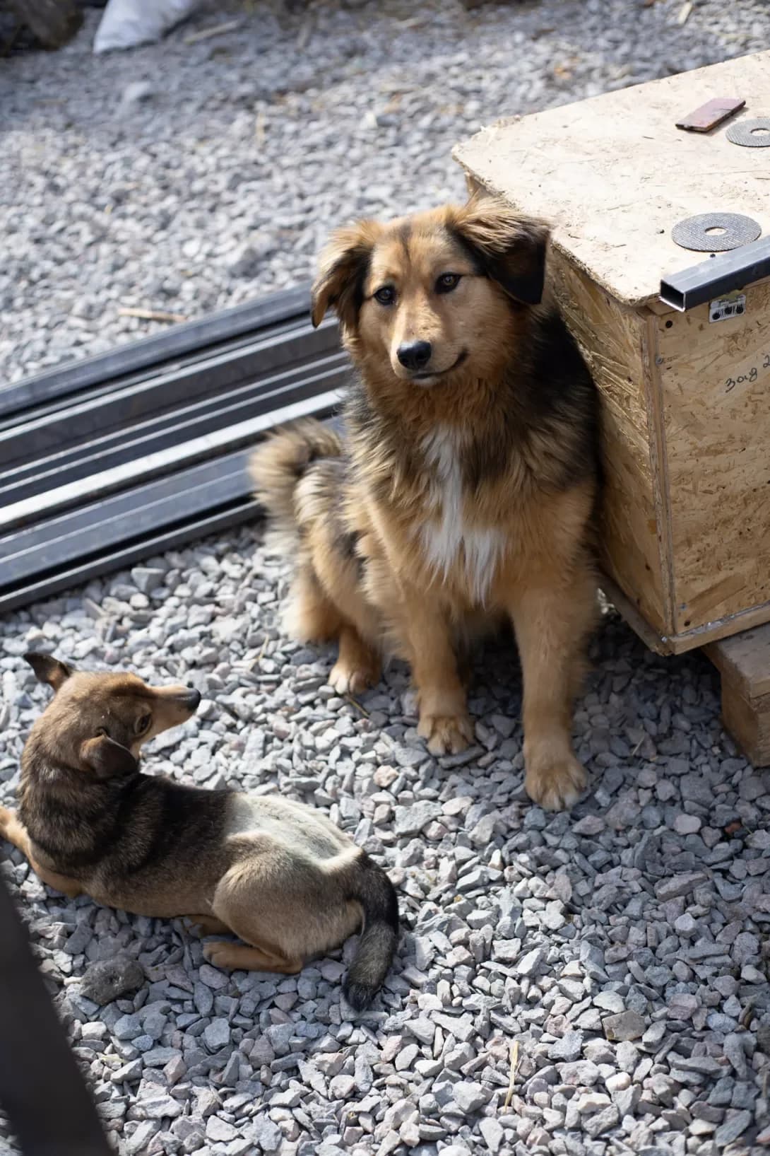Masha (Маша), Mixed Breed (Happy Paw Kirovohrad)