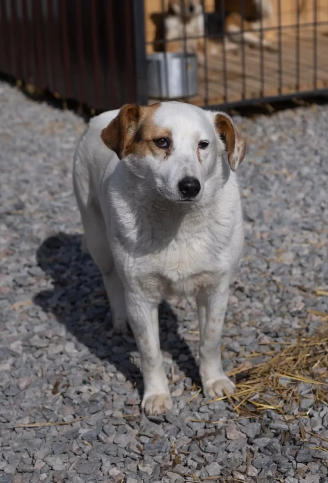 Alisa (Аліса), Mixed Breed (Happy Paw Kirovohrad)