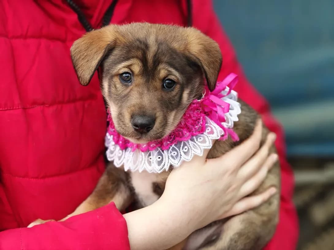 Uma (Ума), female puppy Mixed Breed for adoption at Happy Paw Kyiv