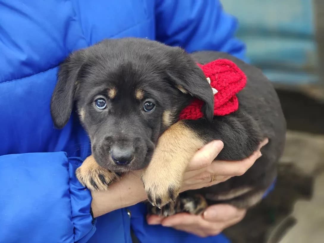 Berta (Берта), female puppy Mixed Breed for adoption at Happy Paw Kyiv