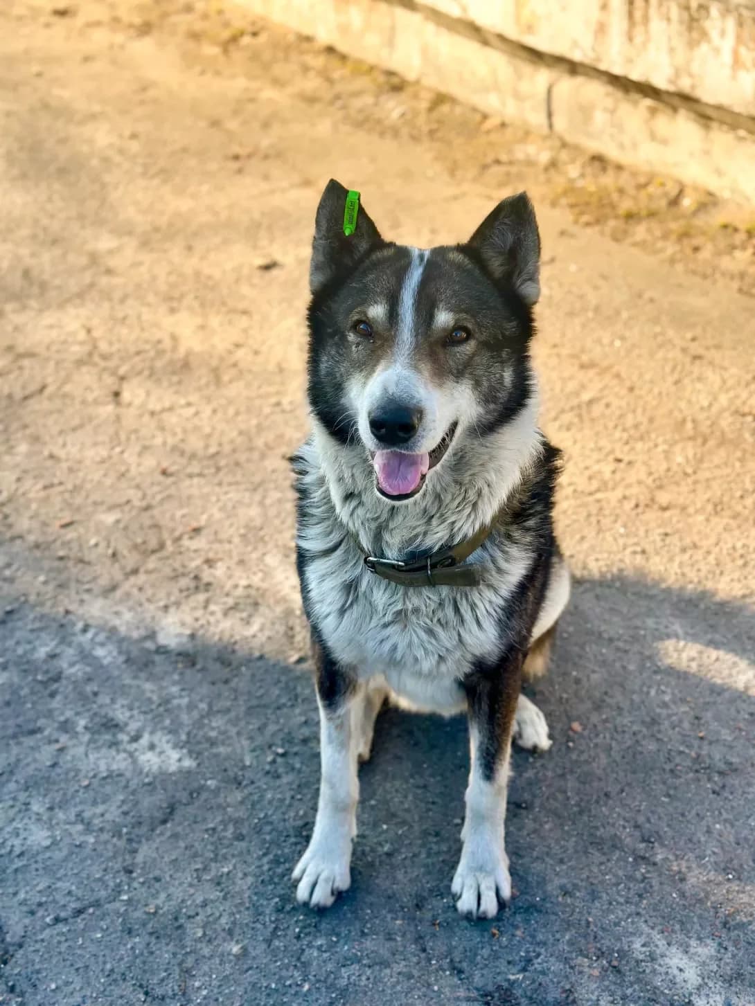 Lord (Лорд), male 5yo Mixed Breed for adoption at Happy Paw Kyiv