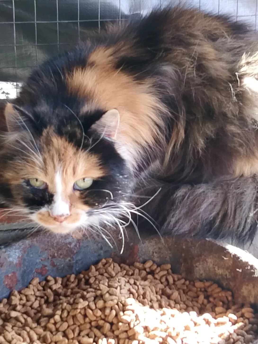 Shanel (Шанель), Mixed Breed (Happy Paw Kirovohrad)
