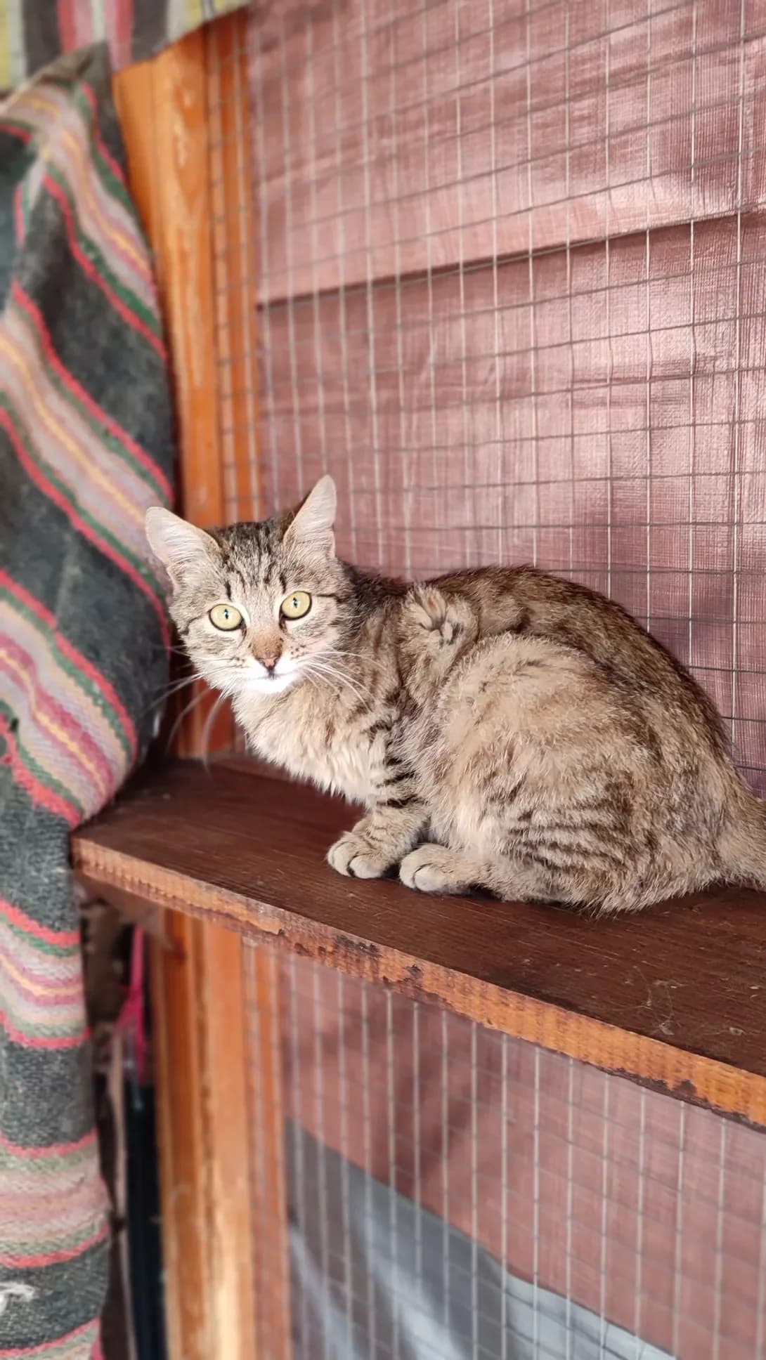 Busya (Буся), Mixed Breed (Happy Paw Kirovohrad)