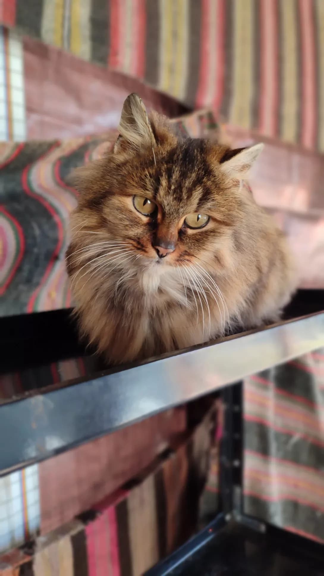 Lada (Лада), Mixed Breed (Happy Paw Kirovohrad)