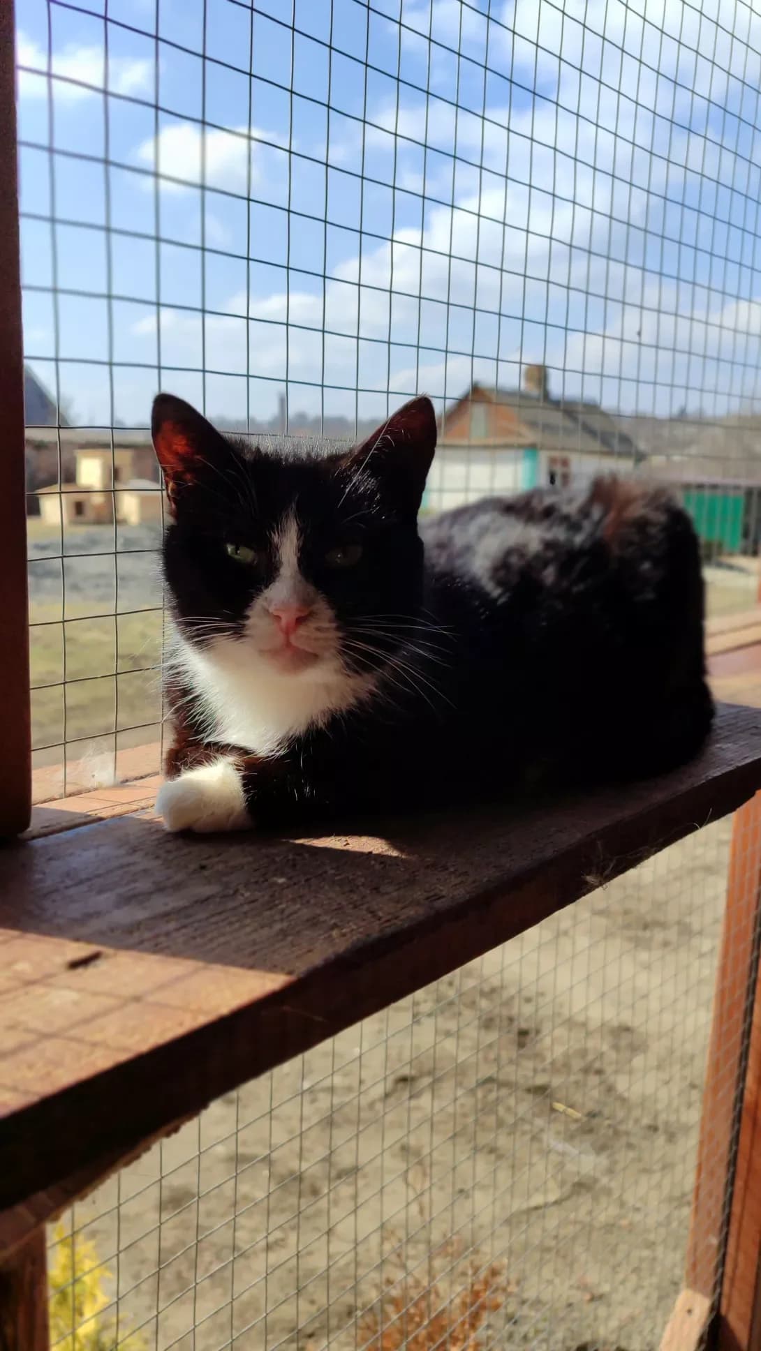 Zolya (Золя), Mixed Breed (Happy Paw Kirovohrad)