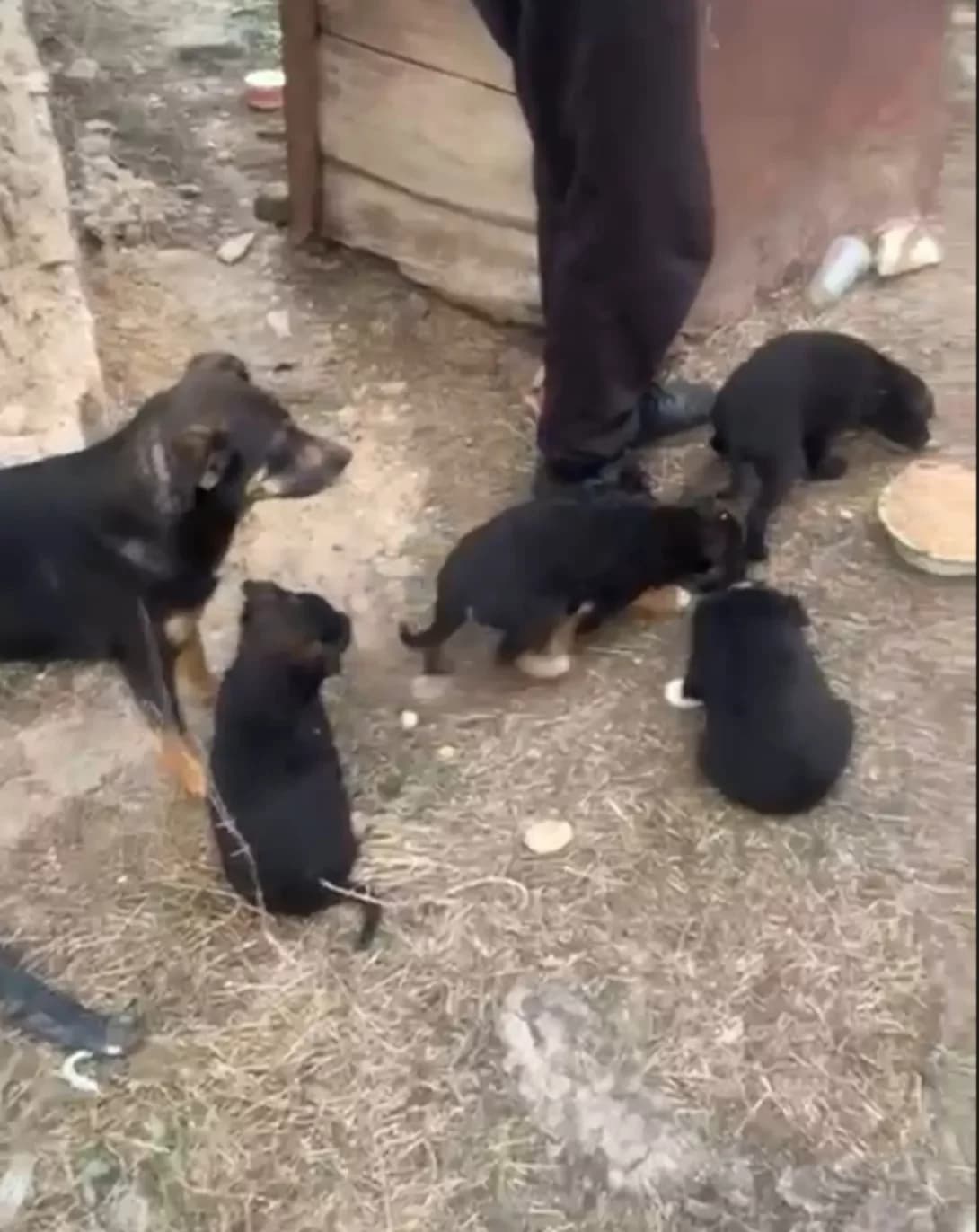 nemaye (немає), male puppy Mixed Breed for adoption at Happy Paw Kyiv Oblast