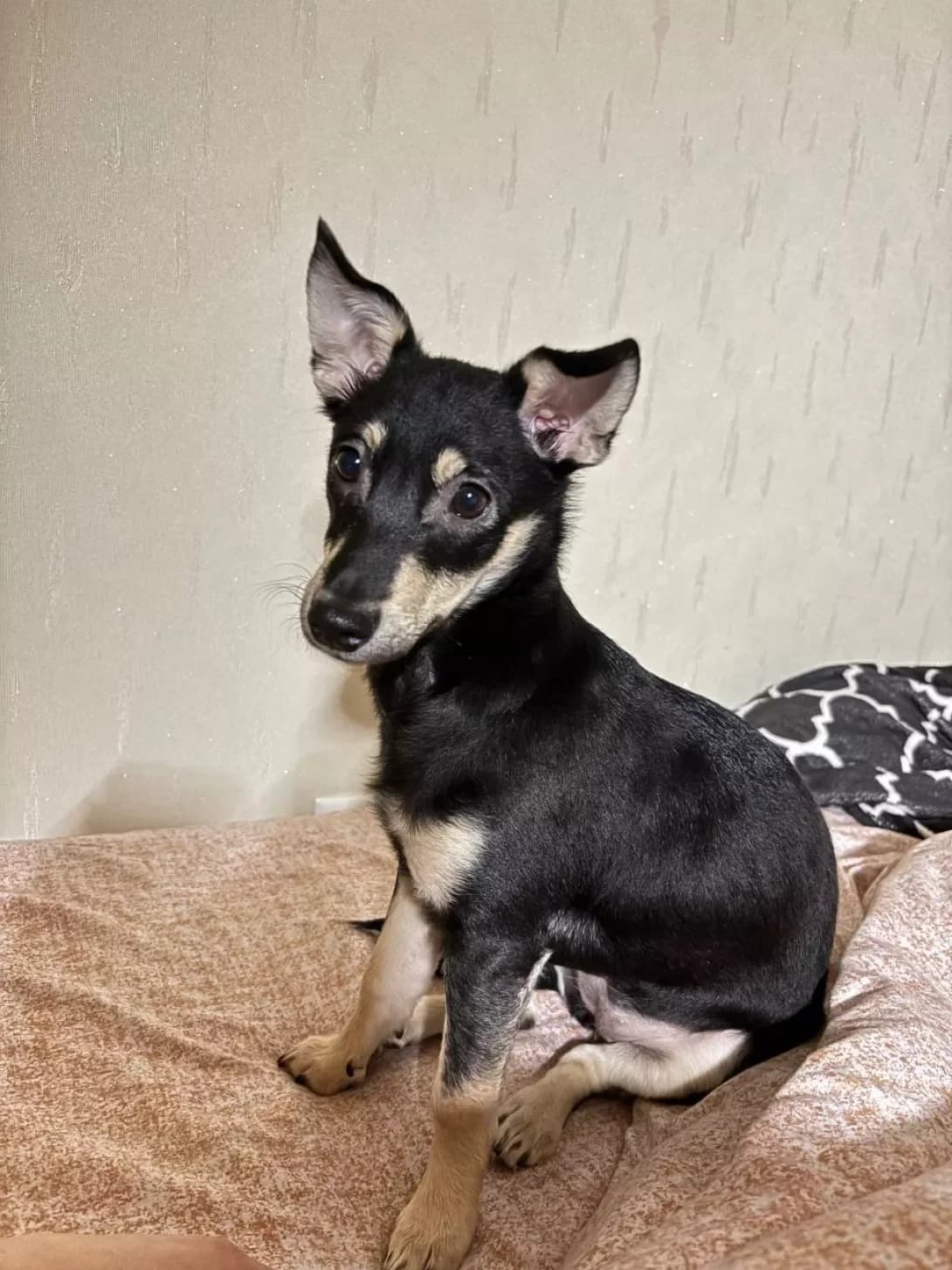 Dori (Дорі), female puppy Mixed Breed for adoption at Happy Paw Vinnytsia Oblast
