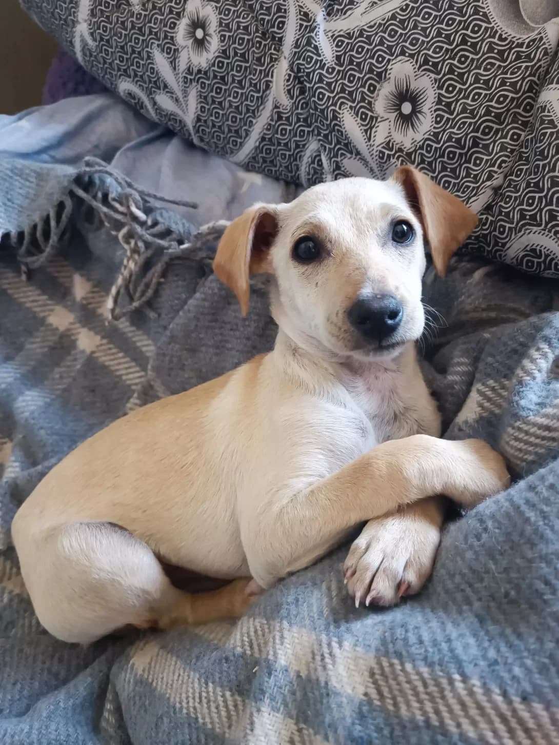 Francheska (Франческа), Mixed Breed (Happy Paw Mykolaiv Oblast)
