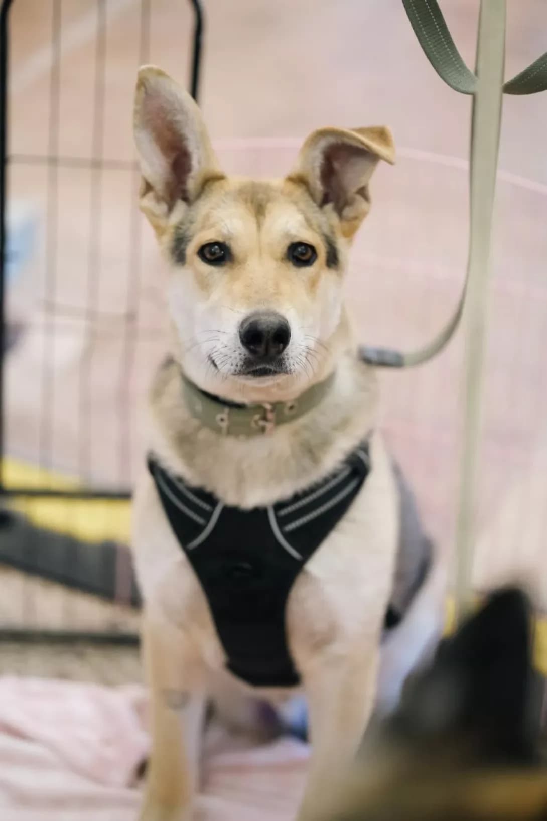 Mayk (Майк), male puppy Mixed Breed for adoption at Happy Paw Kyiv