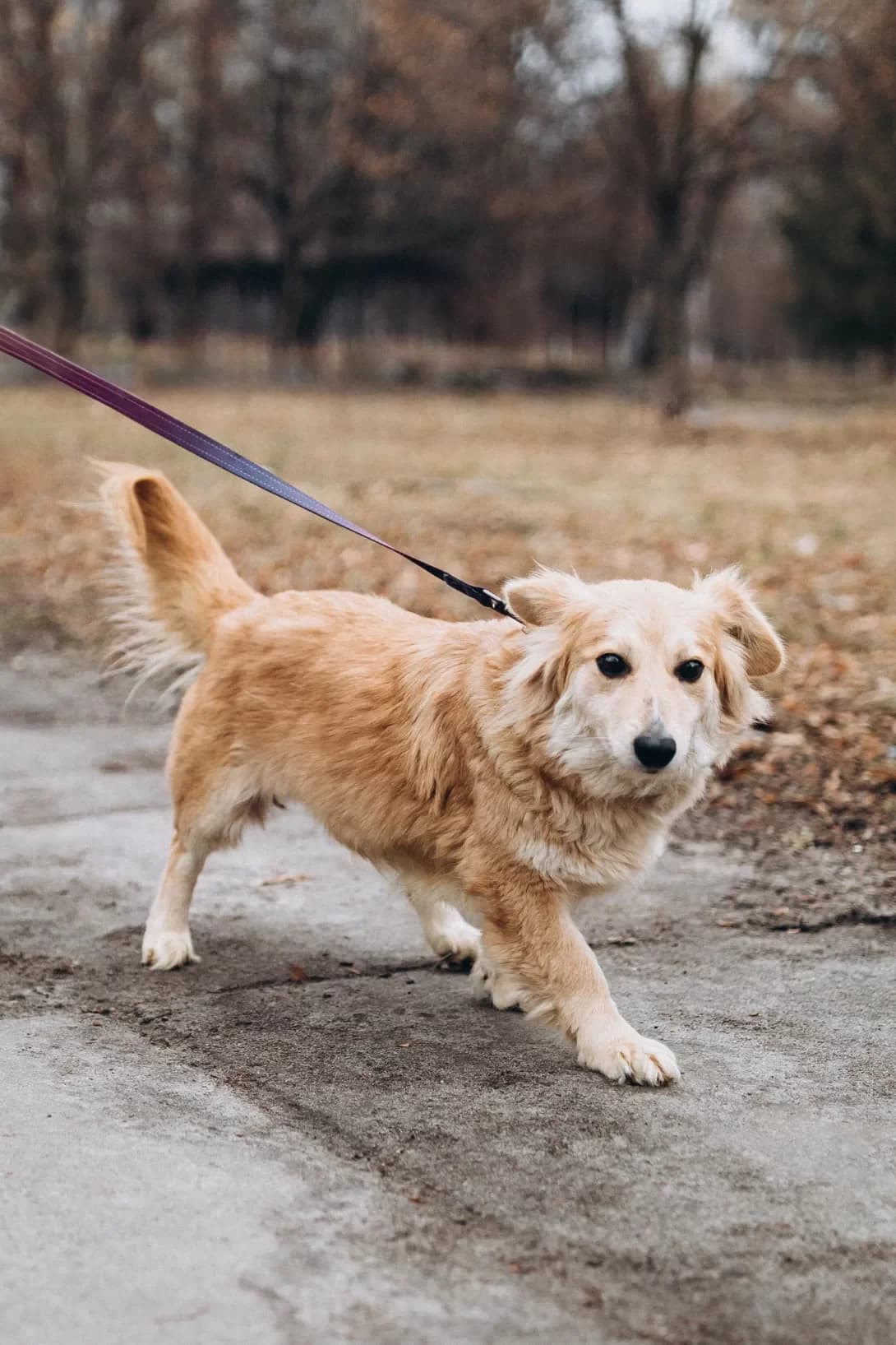 Elza (Ельза), female young Mixed Breed for adoption at Happy Paw Kyiv