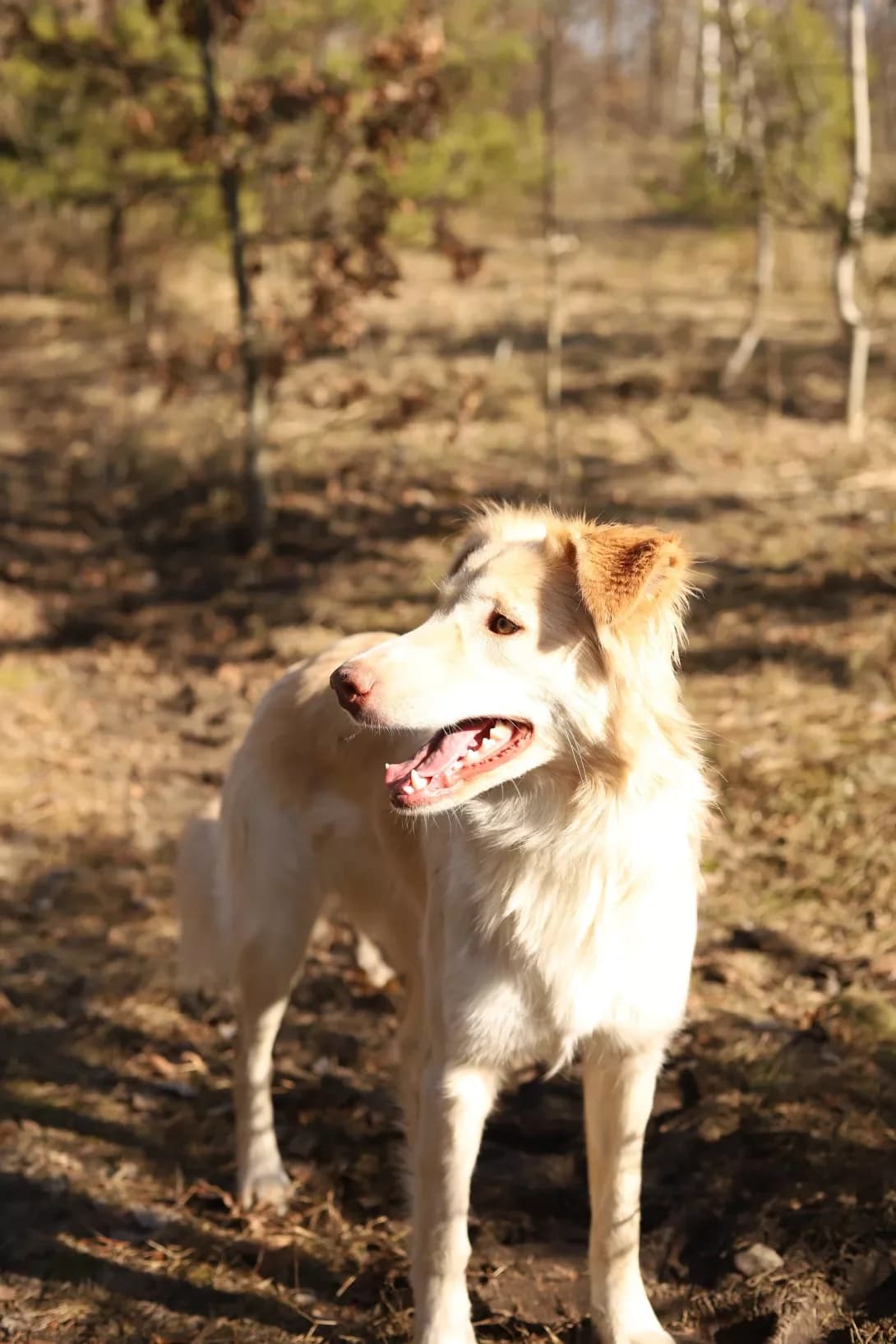 Alya (Аля), female puppy Mixed Breed for adoption at Happy Paw Kyiv