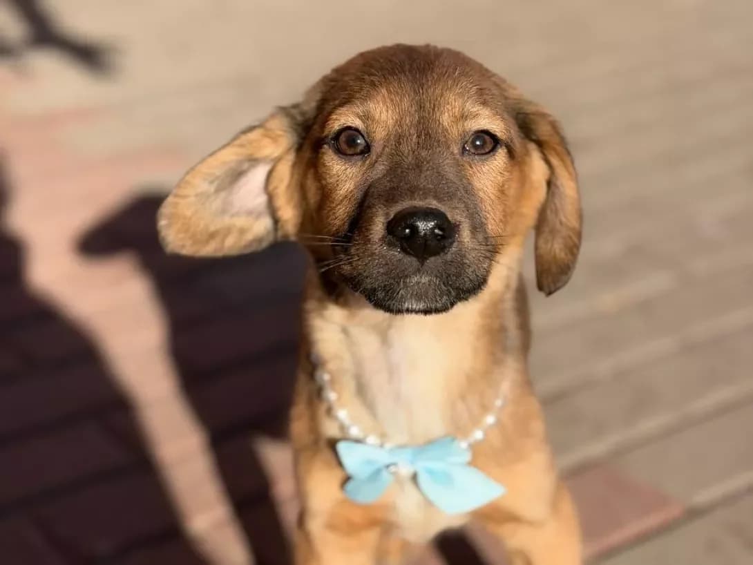 Zakhar (Захар), male puppy Mixed Breed for adoption at Happy Paw Kyiv