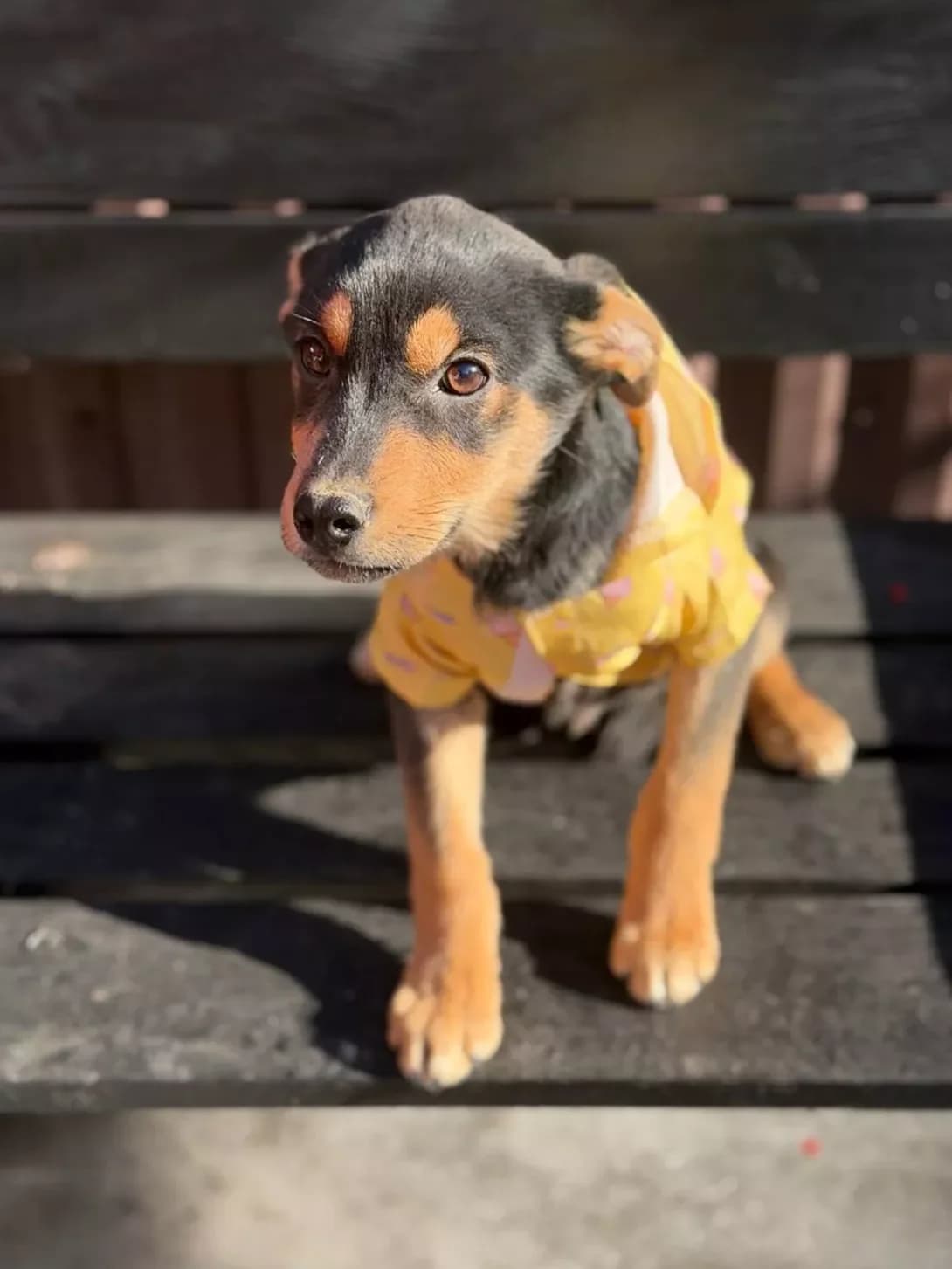 Zemfira (Земфіра), female puppy Mixed Breed for adoption at Happy Paw Kyiv