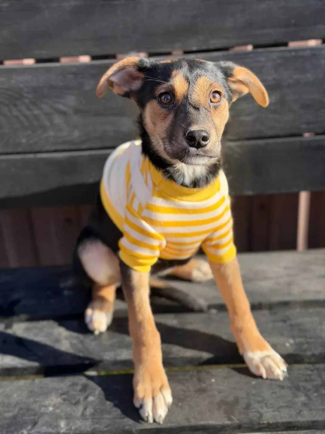Chubchik (Чубчик), male puppy Mixed Breed for adoption at Happy Paw Kyiv