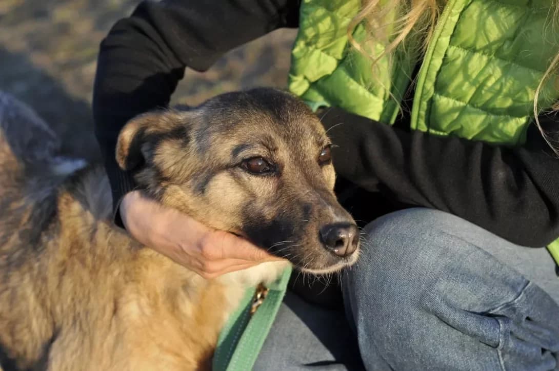 Sima z Pokrovska (Сіма з Покровська), female 7yo Mixed Breed for adoption at Happy Paw Kyiv