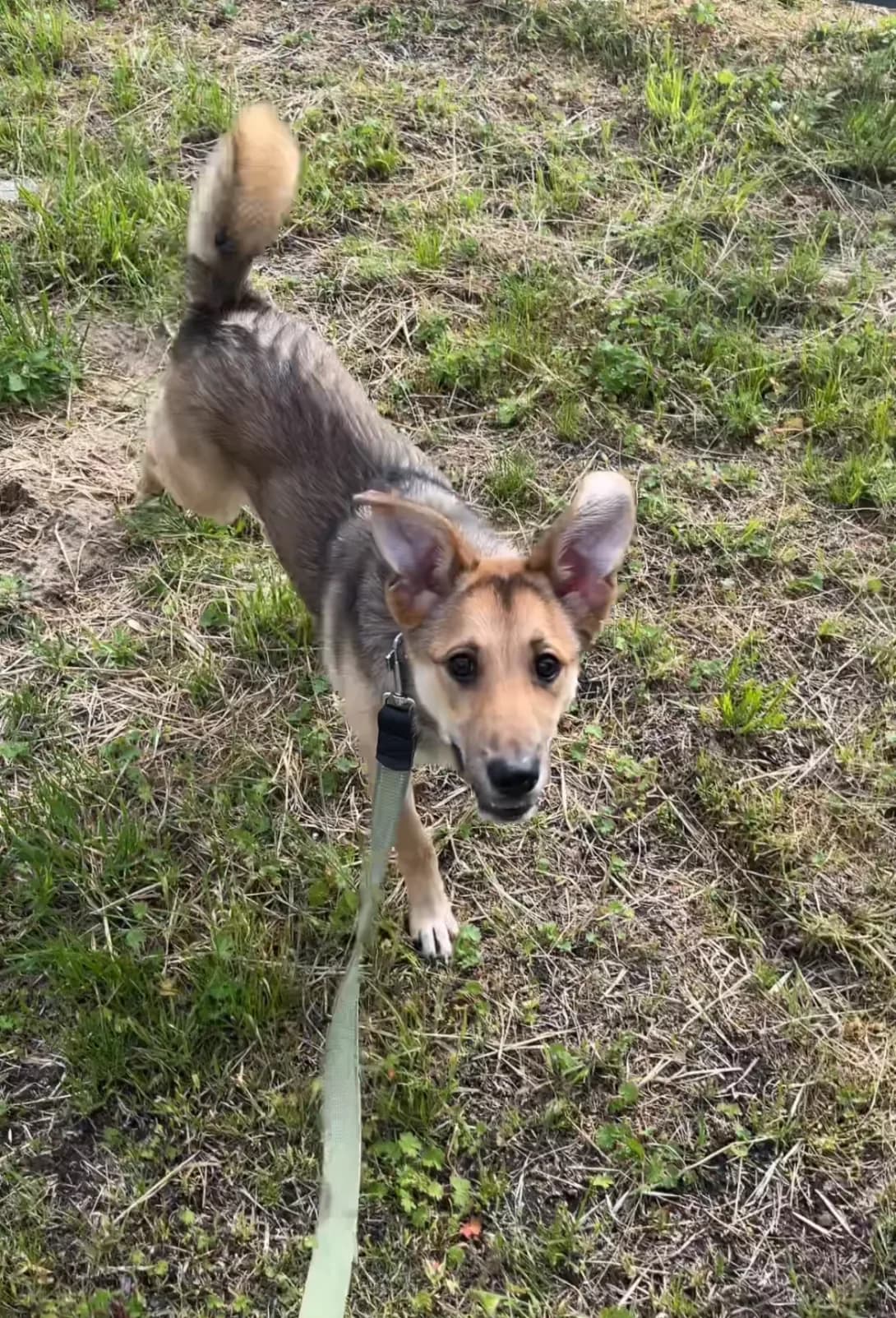 Dzhessi (Джессі), female puppy Mixed Breed for adoption at Happy Paw Kyiv